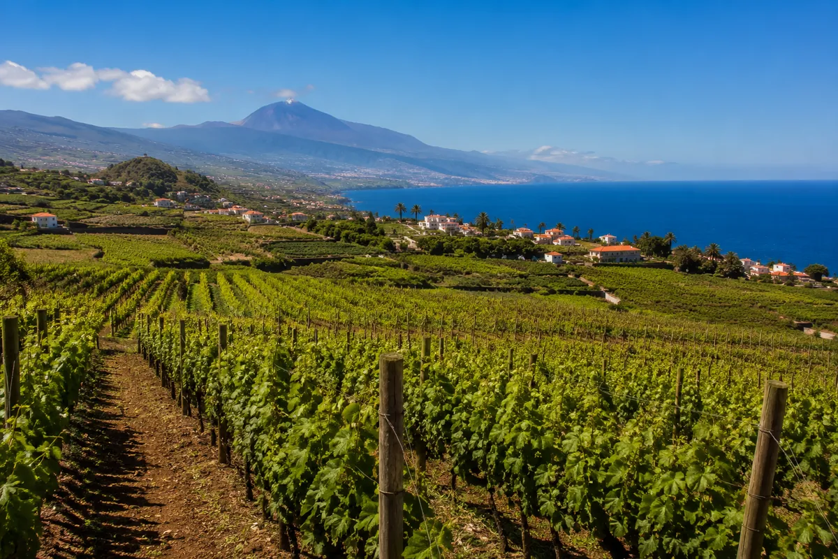 The vineyards of Tacoronte above El Pris